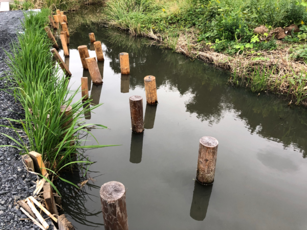 タナゴ釣り場 Wakuwakufield 野田幸手園